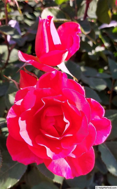 'Coral Miracle ™' rose photo