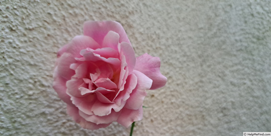 'Old Blush' rose photo