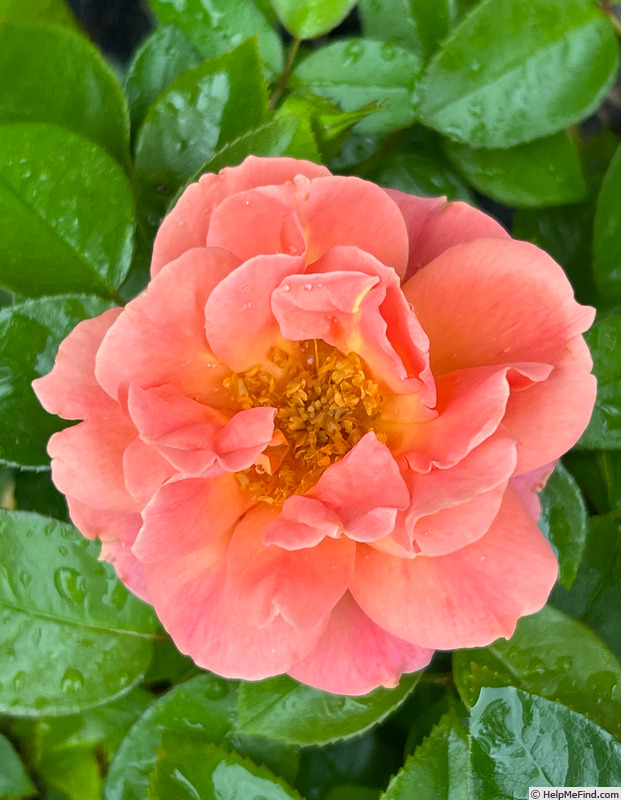 'Sunbelt ® Sierra Lady™' rose photo