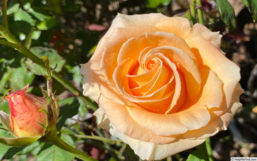 'Caribbean ™' rose photo