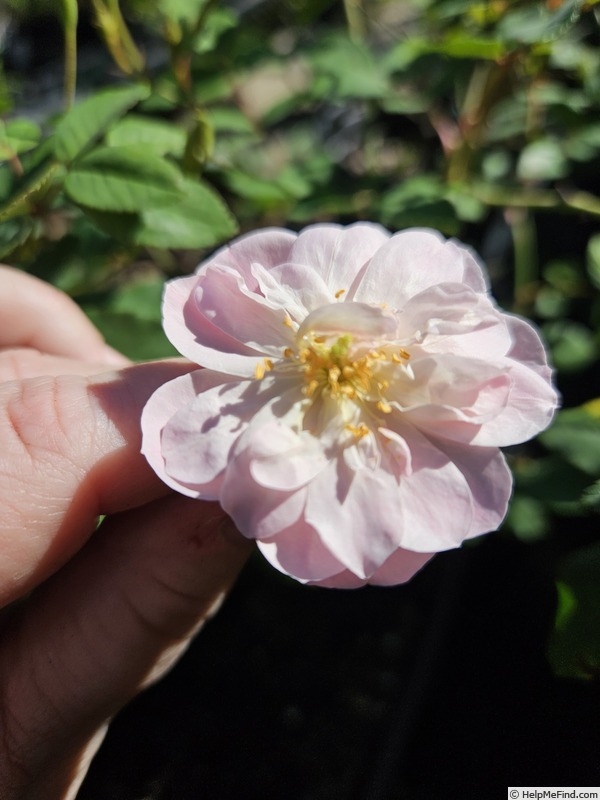 'Fraser's Pink Musk' rose photo