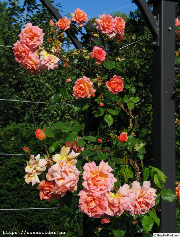 'Louise Rödiger' rose photo
