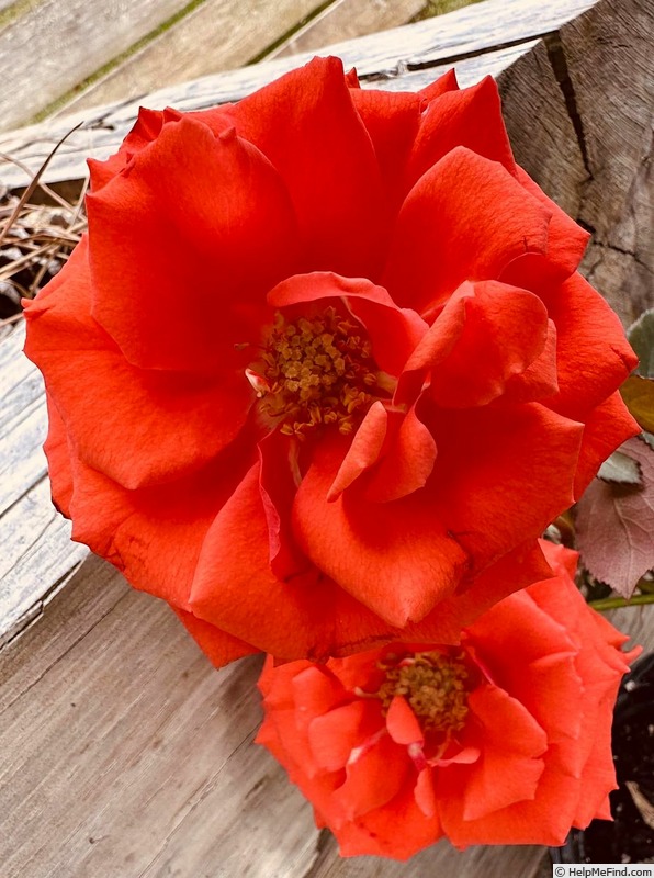 'Rittenhouse ™' rose photo