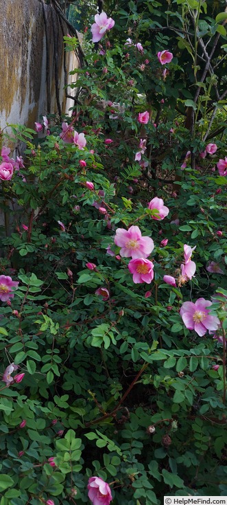 'Mary Queen of Scots (hybrid spinosissima, Lady Moore, 1921)' rose photo