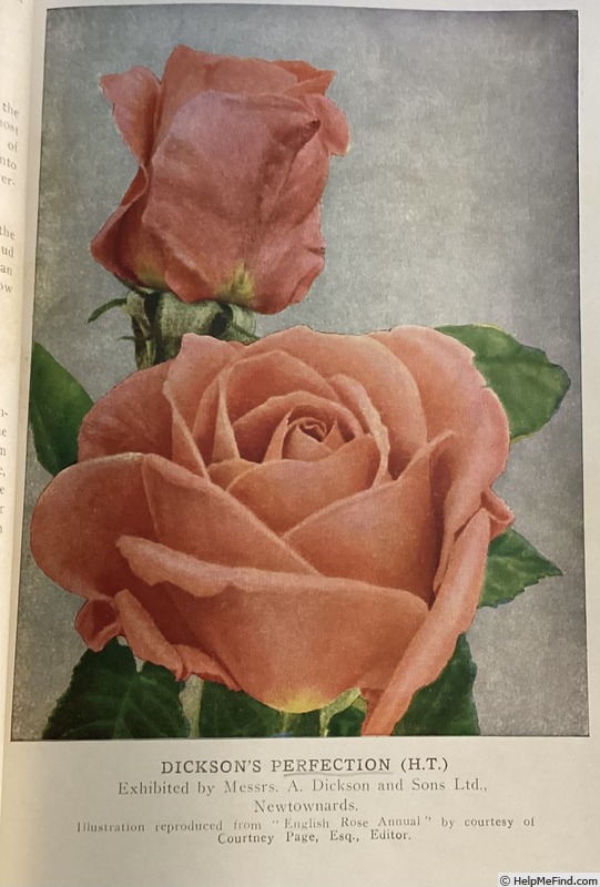 'Dickson's Perfection' rose photo