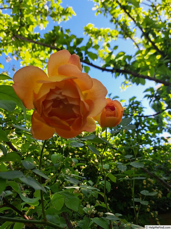 'Lady of Shalott ®' rose photo