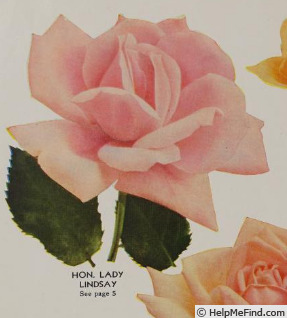 'Hon. Lady Lindsay' rose photo
