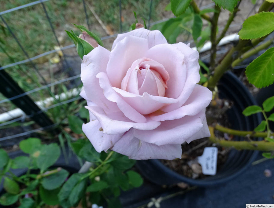 'Marion Ross' rose photo