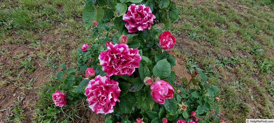 'Roger Lambelin' rose photo