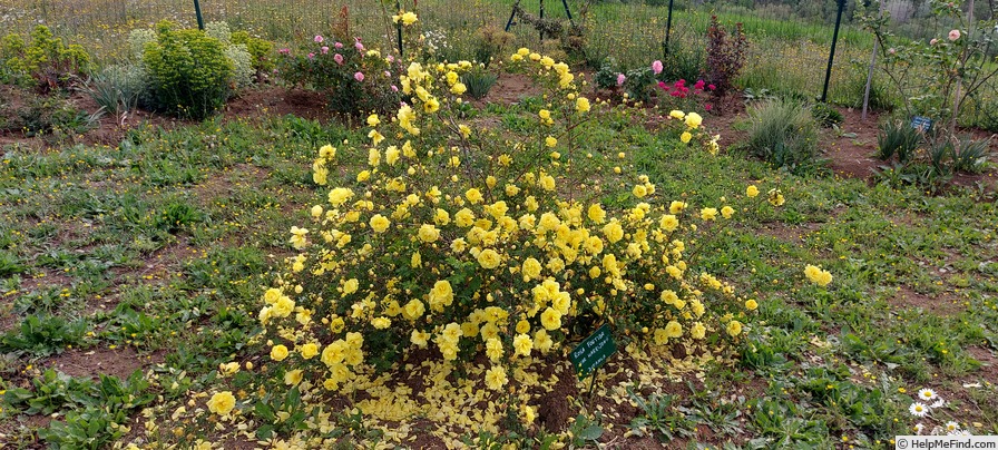 '<i>Rosa foetida</i> var. <i>harisonii</i> hort. ex Rehder' rose photo