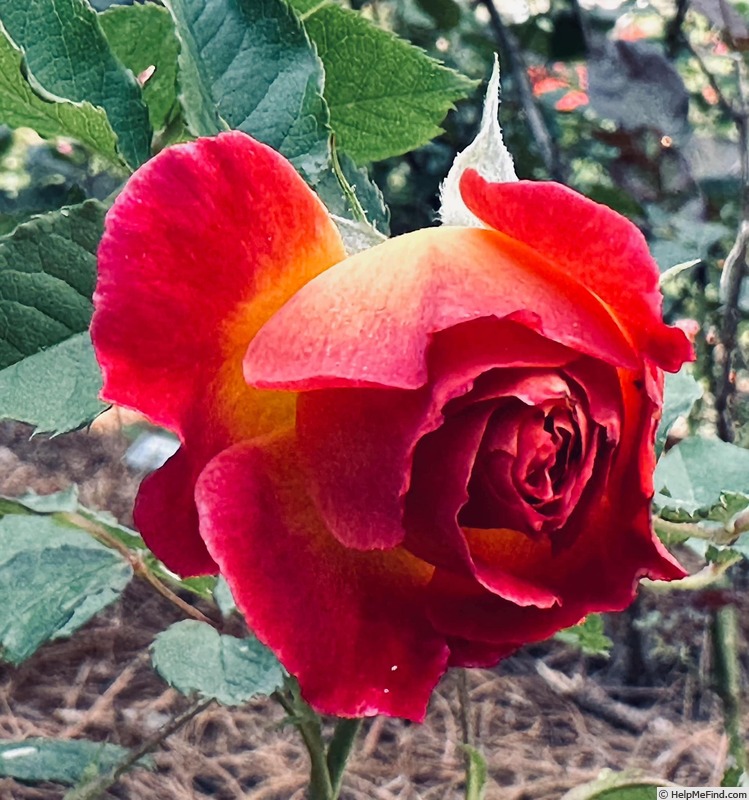 'Chaleur' rose photo