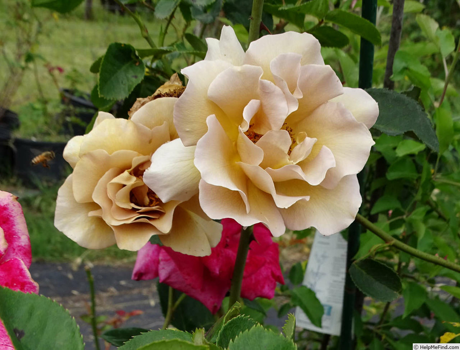 'Eventail d'Or' rose photo