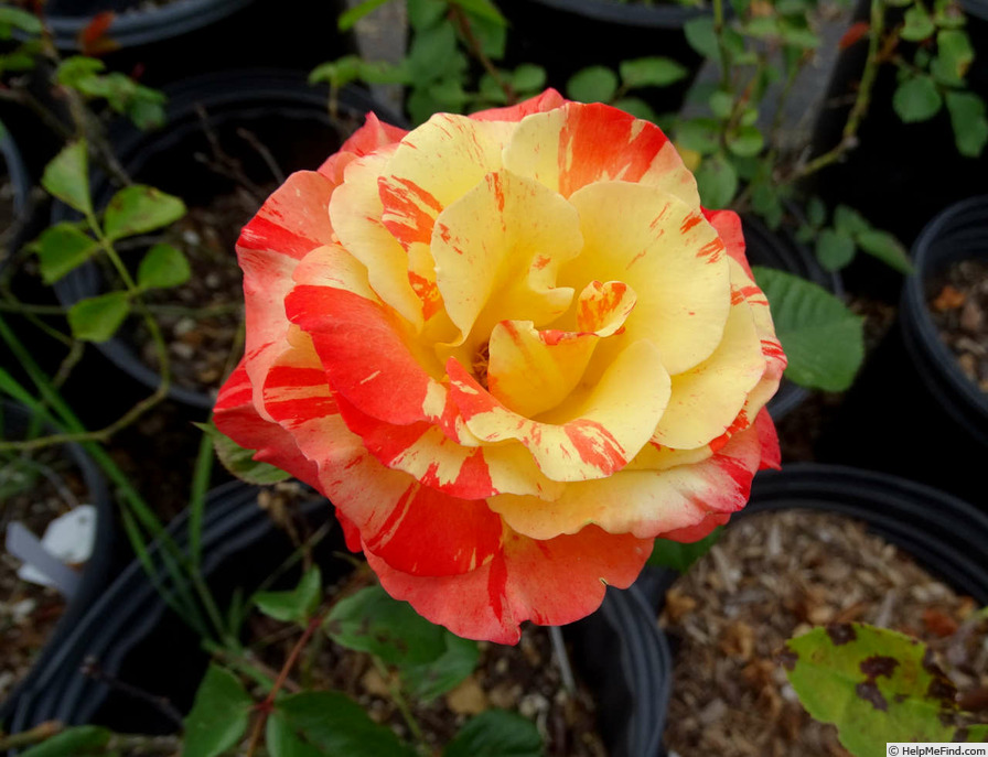 'Jerry Mathers' rose photo