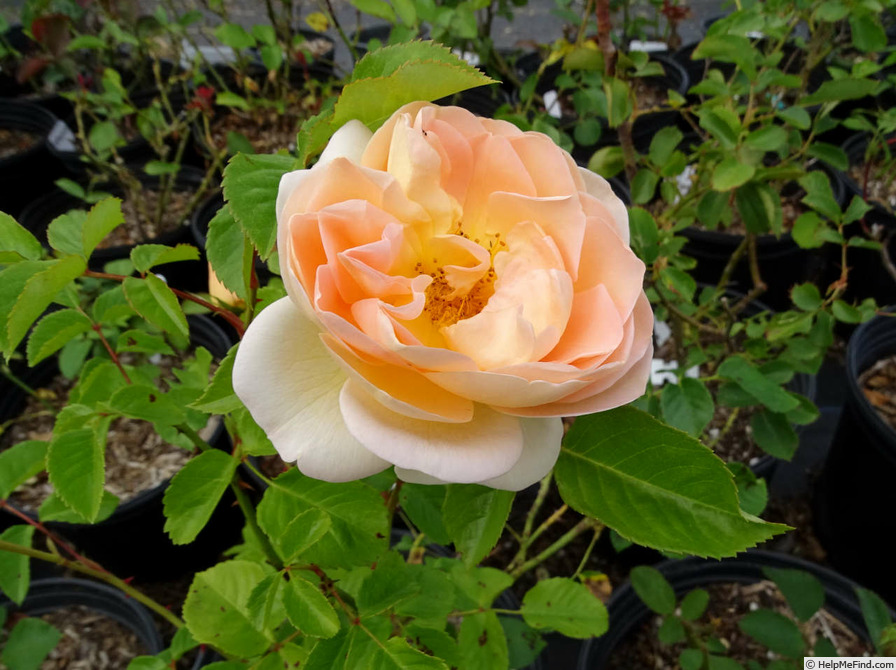 'La Belle Peau' rose photo