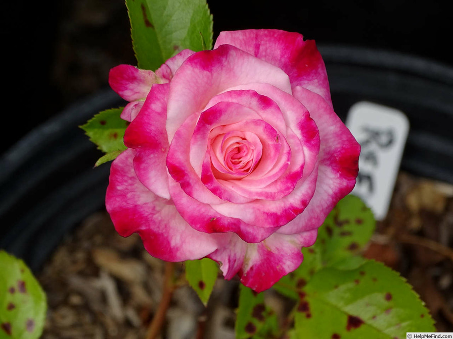 'Reflex' rose photo