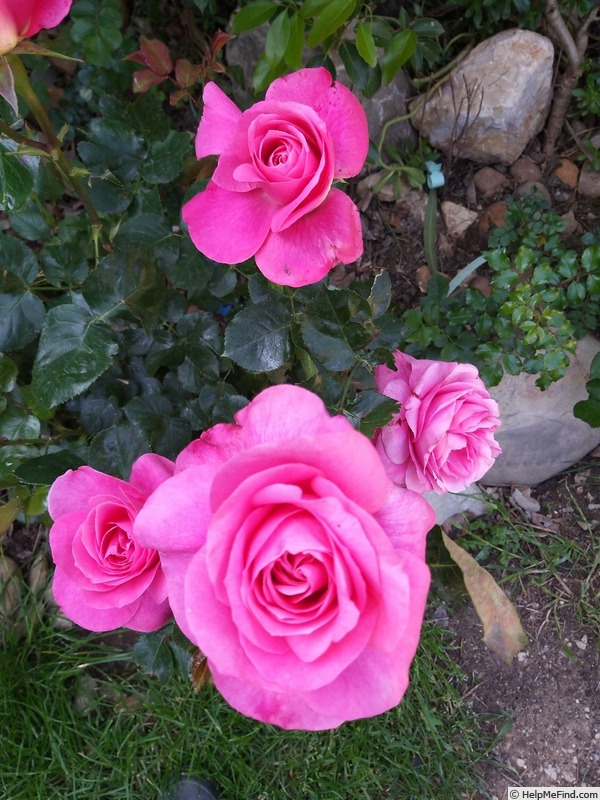 'Nicole Calfan ®' rose photo