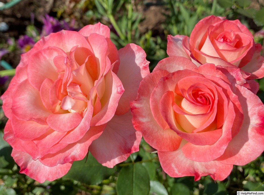 'Glenda Marie' rose photo