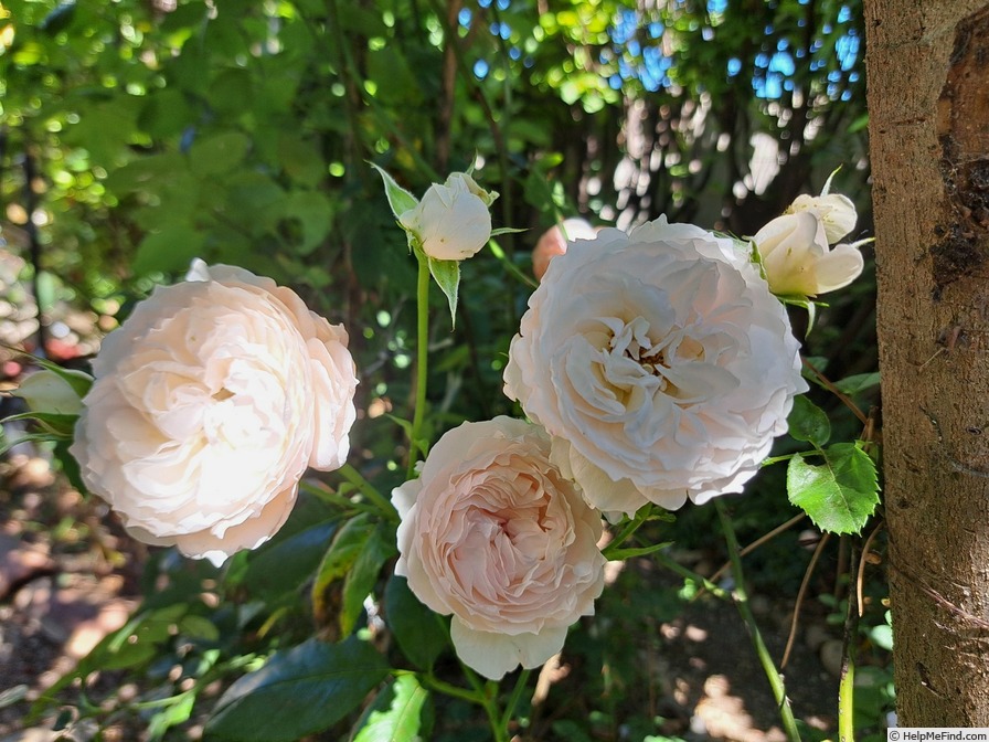 'Catherine Meurisse ®' rose photo