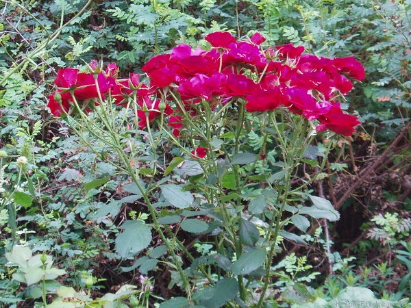 'H.C. Andersen' rose photo