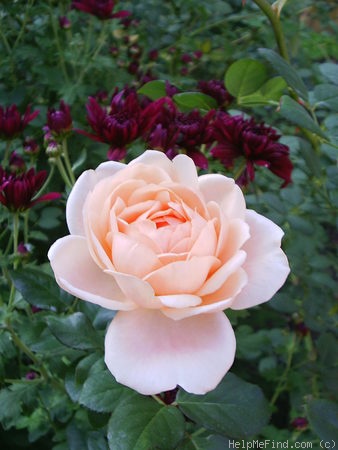 'Ambridge Rose ®' rose photo