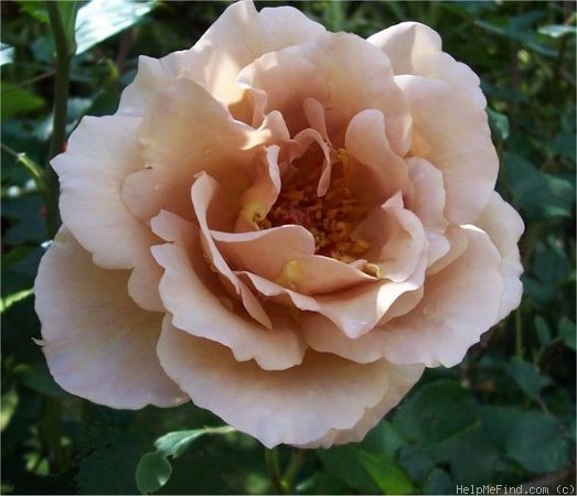 'Julia's Rose' rose photo