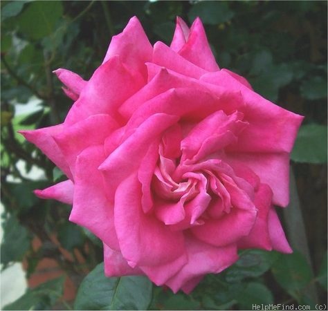 'Acapella ® (hybrid tea, Evers/Tantau, 1994)' rose photo