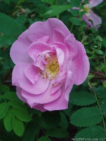 'Poppius' rose photo