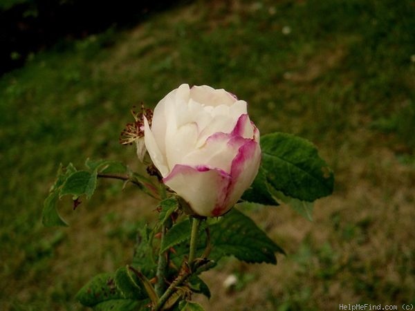 'Hebe's Lip (Damask, Lee, before 1846)' rose photo