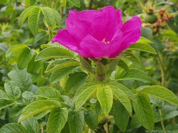 '<i>Rosa rugosa</i> Thunb.' rose photo