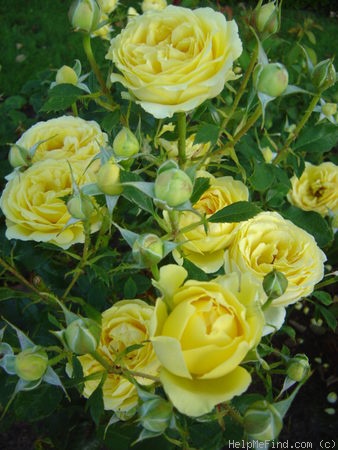 'Marselisborg Castle' rose photo