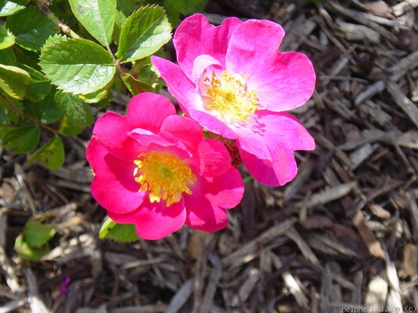 'Meg Merrilies (Hybrid Rubiginosa, Penzance 1894)' rose photo