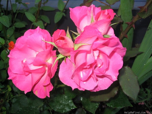 'Dancing Pink' rose photo