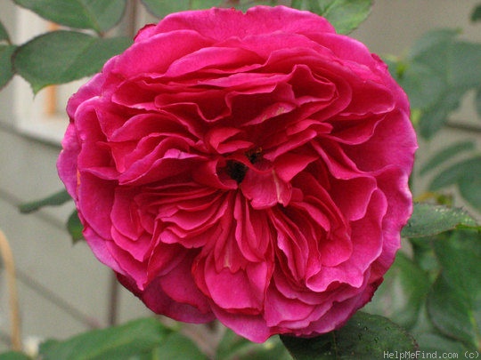 'Wenlock ®' rose photo