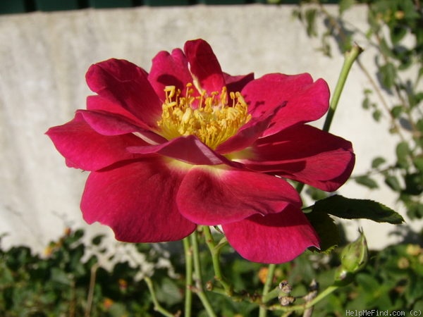 'Creepy' rose photo