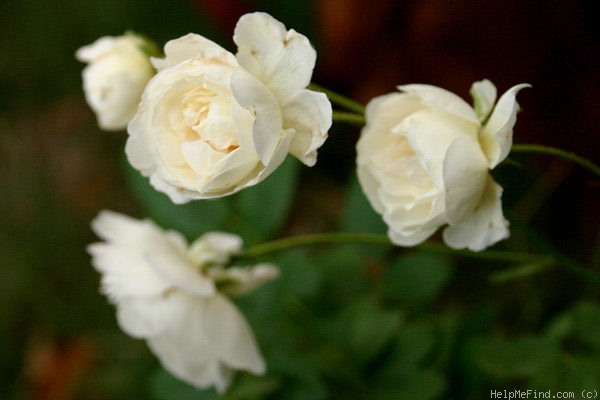 'Katharina Zeimet' rose photo