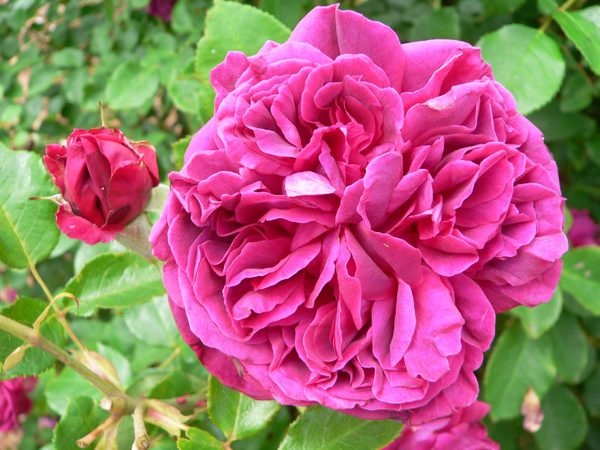 'Victoria State Rose Garden'  photo