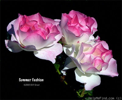 'Summer Fashion' rose photo