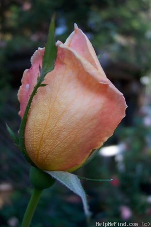 'Feu Joseph Looymans' rose photo