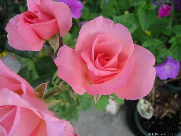 'Rosenresli ® (floribunda, Kordes, 1986)' rose photo