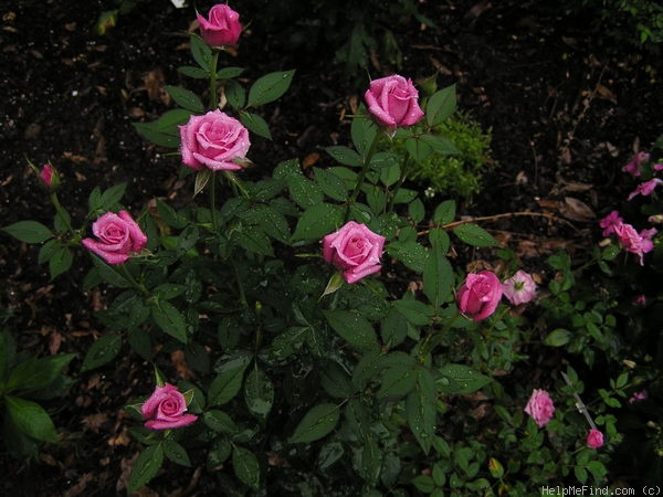 'Odessa' rose photo