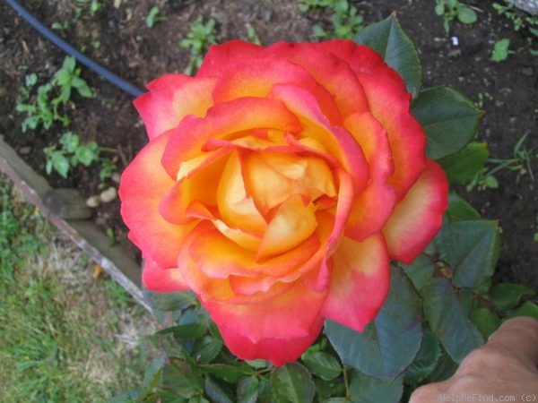 'Chivalry ®' rose photo