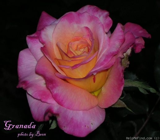 'Granada (hybrid tea, Lindquist, 1963)' rose photo