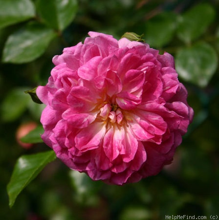 'Alexandre Girault' rose photo