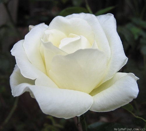 'Mount Shasta' rose photo