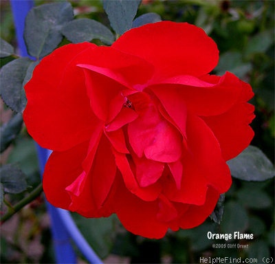 'Orange Flame (floribunda, Williams, 1983)' rose photo