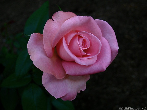 'Memorial Day ™' rose photo