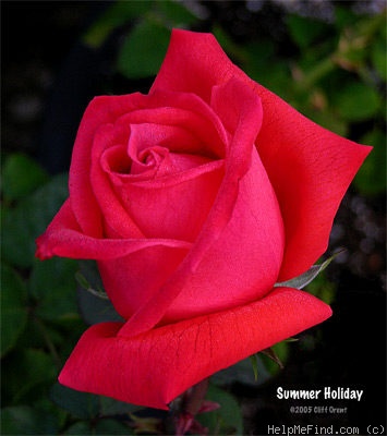 'Summer Holiday ®' rose photo