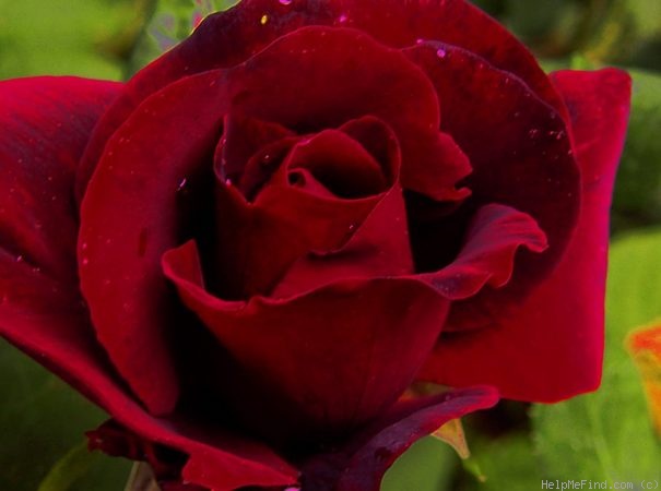 'Le Rouge et le Noir' rose photo