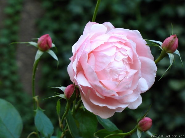 'Madame Figaro ®' rose photo