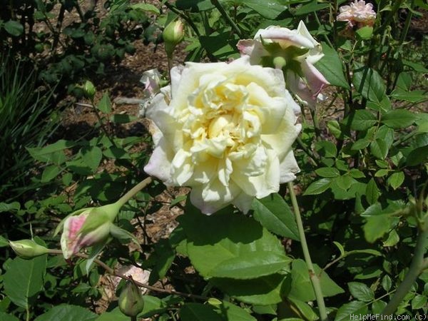 'Blumenschmidt' rose photo